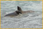 Juvenile Elephant Seals