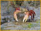 Red Crab