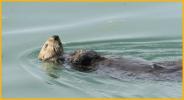 Southern Sea Otter