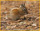 California Chipmunk