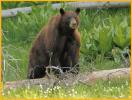 Brown Black Bear