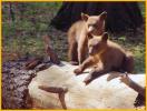Brown Black Bear Cubs