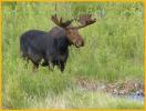 Bull Moose