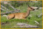 Elk Cow