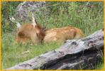 Elk Calf