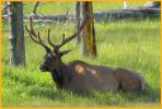 Bull Elk