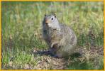 Uinta Ground Squirrel