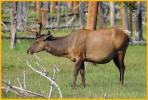 Bull Elk