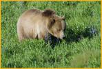 Female Grizzly Bear