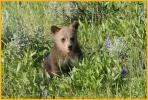 Grizzly Bear Cub