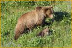 Female Grizzly Bear and Cub