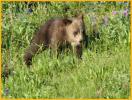 Grizzly Bear Cub