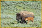 Buffalo and Calf