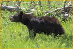 Female Black Bear