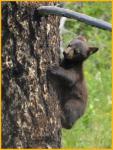 Black Bear Cub in Tree