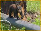Black Bear Cub