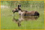 Juvenile Moose