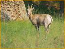 Rocky Mountain Bighorn Sheep Ewe