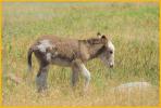 Wild Burro Foal