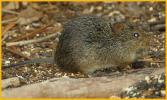 Hispid Cotton Rat