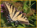 Eastern Tiger Swallowtail