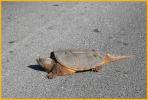 Eastern Snapping Turtle