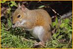 Eastern Fox Squirrel