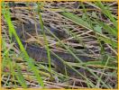 Southern Black Racer Snake