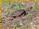 Florida Snapping Turtle
