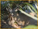 Key Deer Buck