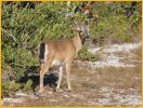 Key Deer Buck