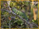 Young Green Iguana