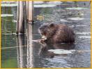 Common Muskrat