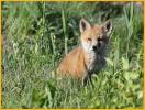 Red Fox Kit