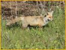 Red Fox