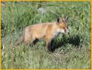 Red Fox Kit