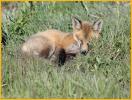 Red Fox Kit