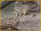 Mexican Ground Squirrel