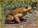 Cane Toad