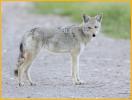 Coyote
