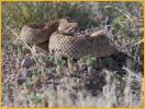 Mohave Rattlesnake