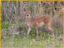 White-tailed Deer Fawn
