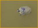 Chicken Turtle