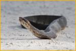 Cottonmouth (Water Moccasin)