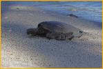 Hawaiian Sea (Green) Turtle