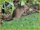 Indian Mongoose
