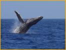Humpback Whale