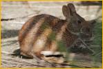 Marsh Rabbit