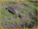 Florida Softshell
