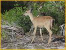 Key Deer, Fawn